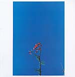 View Product Details